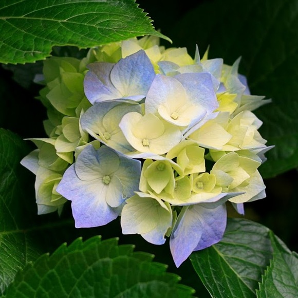 anapatchke